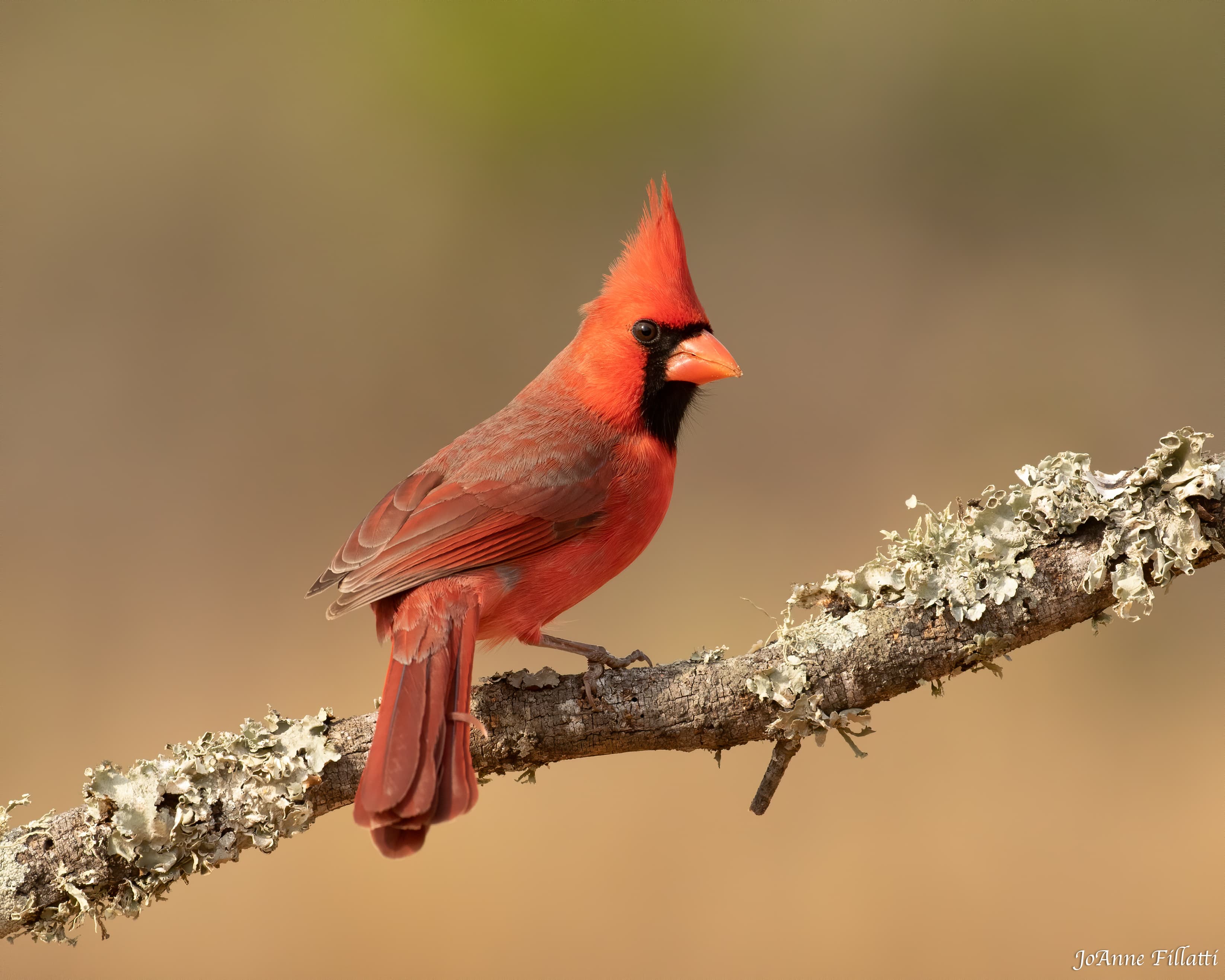 bird of texas image 21